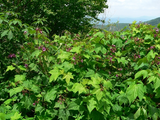 {Rubus odoratus}